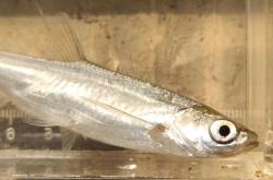 玁鯝(玁狁之故的玁的简体字)-安博app下载