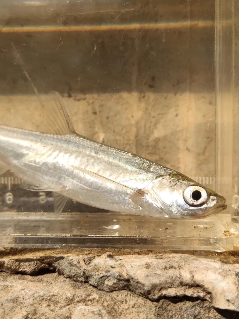 玁鯝(玁狁之故的玁的简体字)