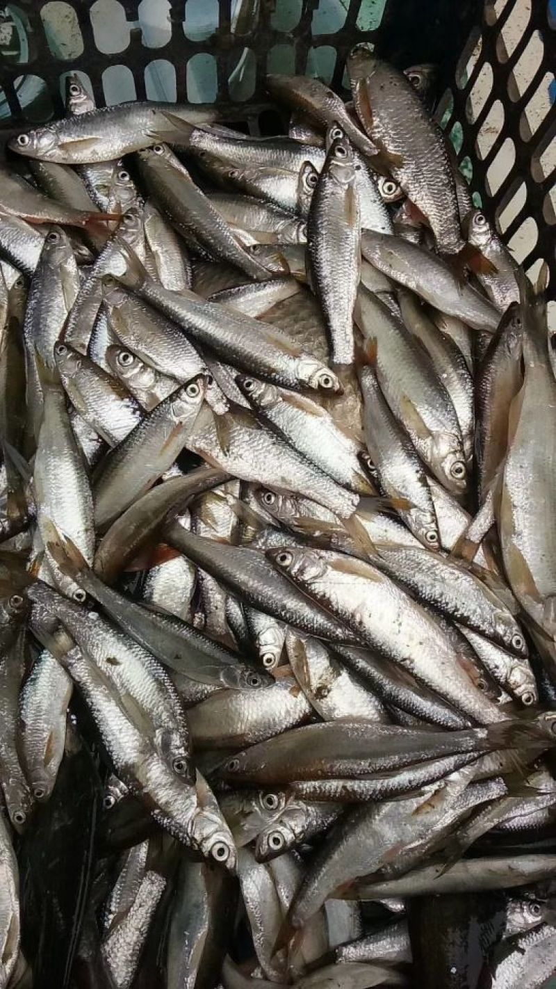 玁鯝(玁狁之故的玁的简体字)